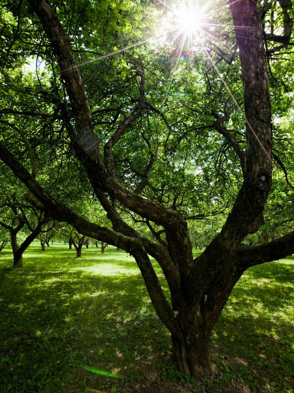 atelier nature gym par Delphine Wolf coach Bulle