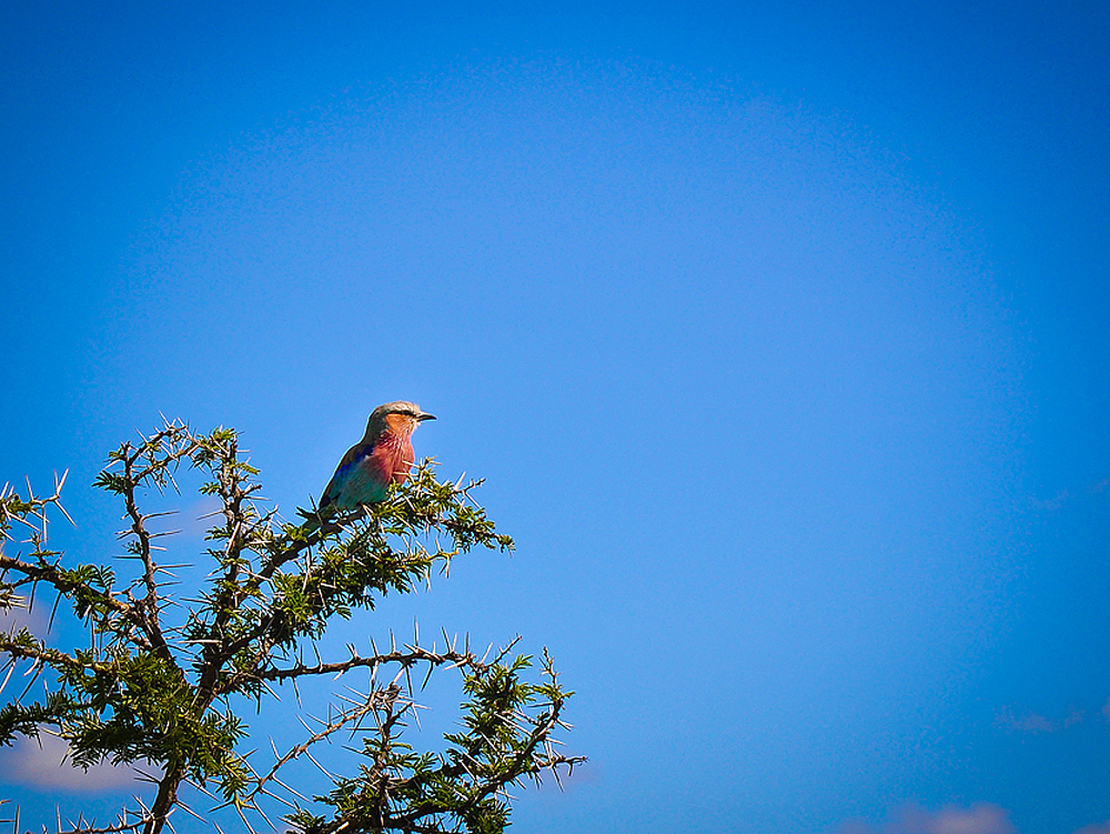 prendre du recul comme un oiseau sur l'arbre, coaching Delphine Wolf Delphicoach